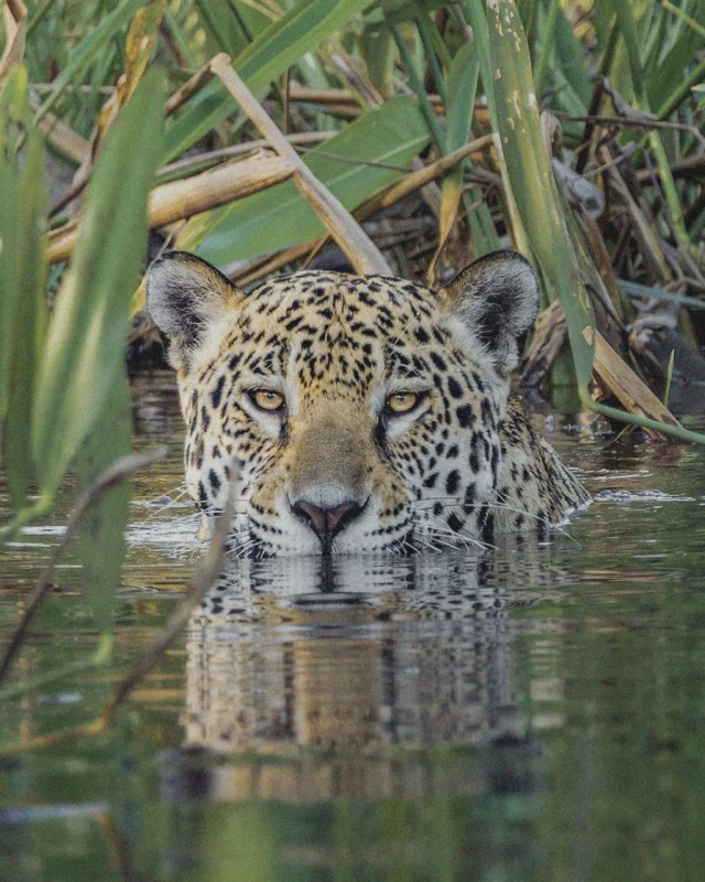 Posta Inca - Travesías de la Puna a las Yungas Catamarca, Salta y Jujuy - Turismo de aventura en Argentina